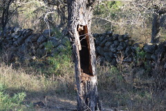 Eysenhardtia polystachya