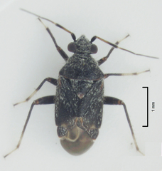 Charagochilus