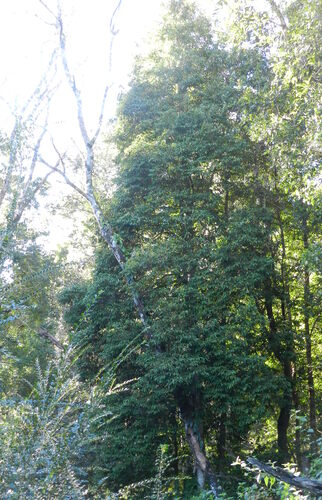 Ringwood (Syzygium anisatum)