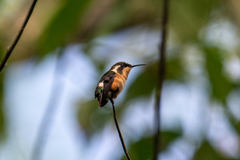 Chaetocercus berlepschi