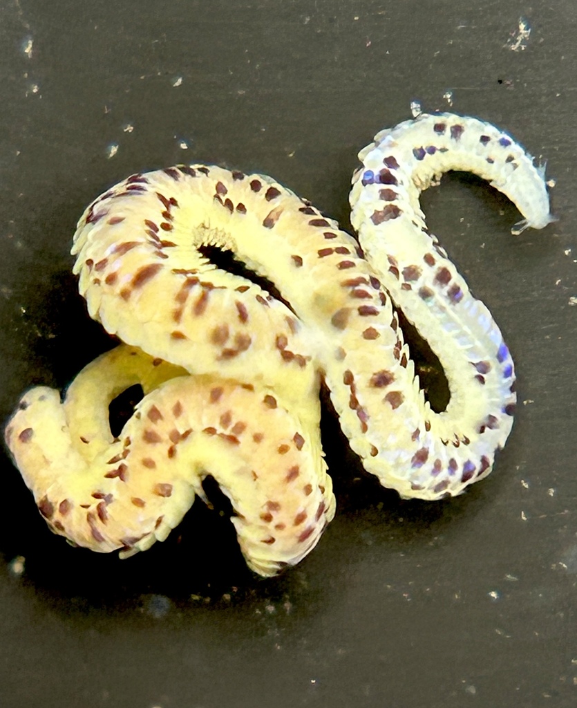 Eteone pacifica