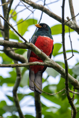 Trogon mesurus