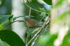 Pheugopedius sclateri