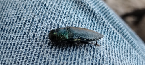 Lampetis auropunctata