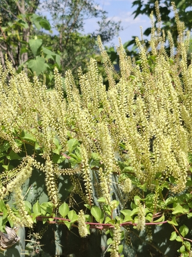 Texas madeiravine (Anredera vesicaria)