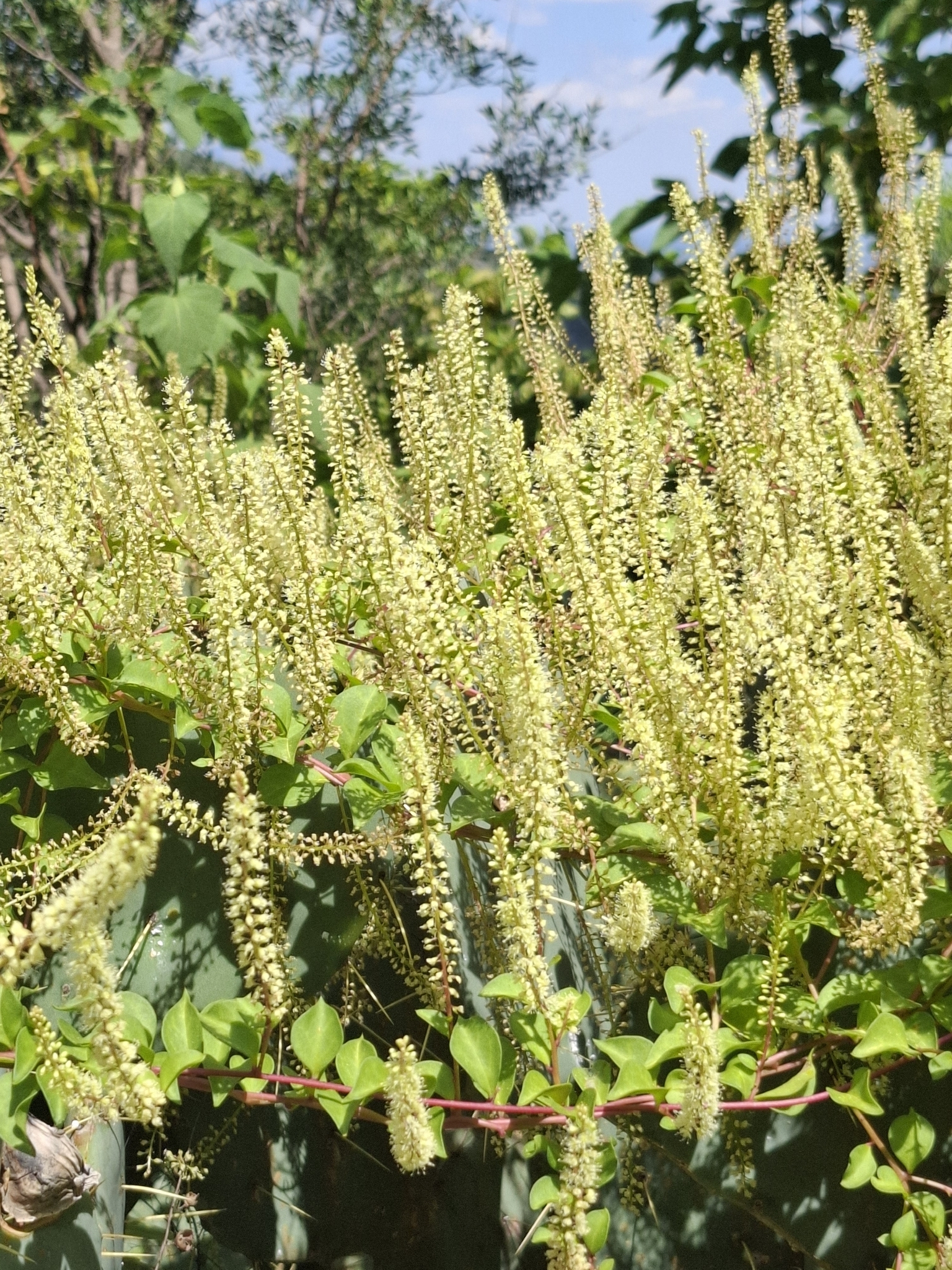 Texas Madeiravine (Anredera vesicaria)
