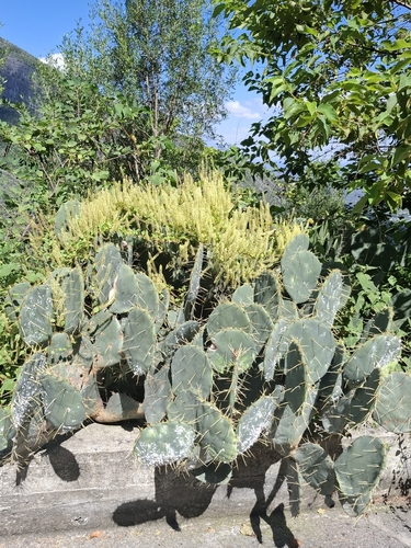 Anredera vesicaria, photograph 5