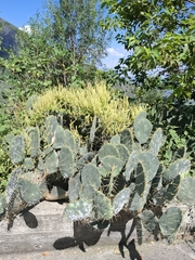 Anredera vesicaria, photograph (c) M. Socorro González Elizondo, some rights reserved (CC BY-SA)