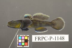 Biwayoshinobori Goby photo 2