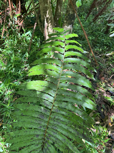 Menisciopsis cyatheoides observed 2025-03-14