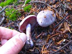 Thaxterogaster occidentalis