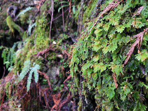 Faurie's hypopterygium moss (Hypopterygium flavolimbatum)