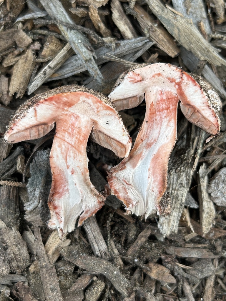 Agaricus brunneofibrillosus