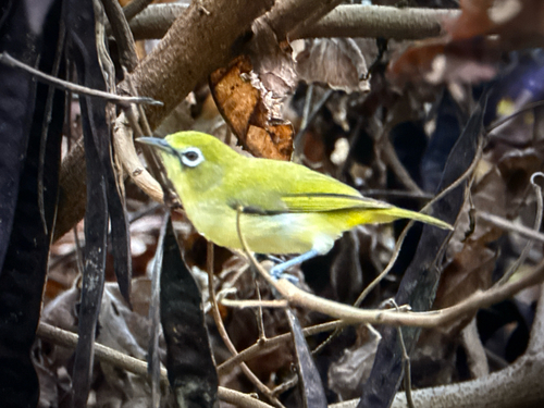 Zosterops conspicillatus observed 2025-11-21