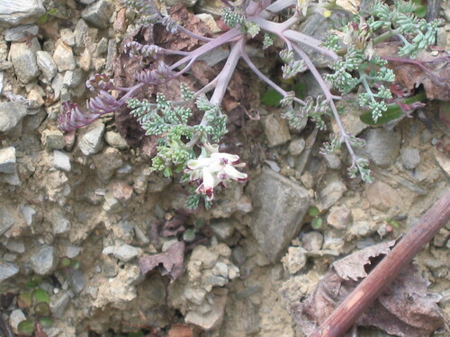 Platycapnos spicata, photograph 2