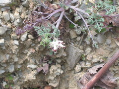 Platycapnos spicata, photograph zebedeugalinha, CC BY, iNaturalist via GBIF