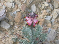 Platycapnos spicata, photograph zebedeugalinha, CC BY, iNaturalist via GBIF
