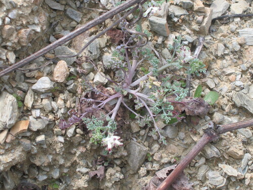 Platycapnos spicata, photograph 4
