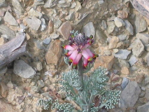 Platycapnos spicata, photograph 3