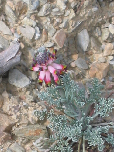 Platycapnos spicata, photograph 5