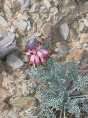 Platycapnos spicata, photograph zebedeugalinha, CC BY, iNaturalist via GBIF