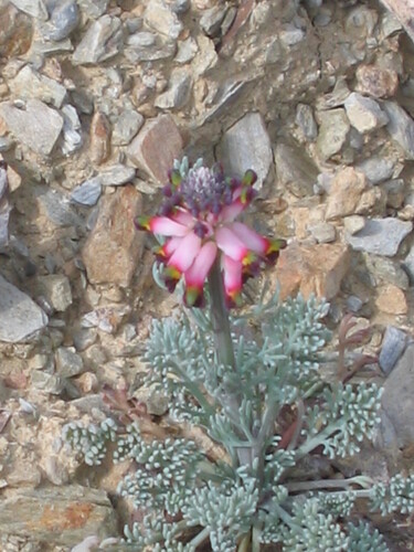 Platycapnos spicata, photograph 6