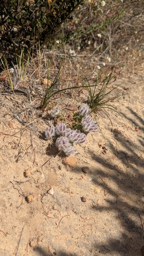 Ptilotus declinatus, 2025-12-04