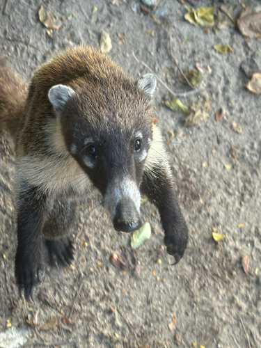 Coatí