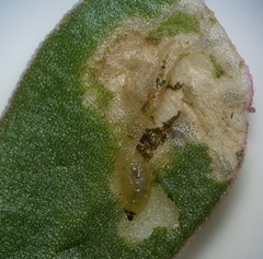 Hypurus bertrandi