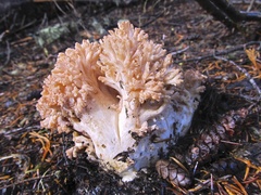Ramaria rubrievanescens
