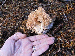 Ramaria rubrievanescens
