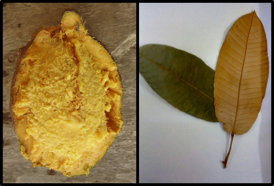Couepia rufa