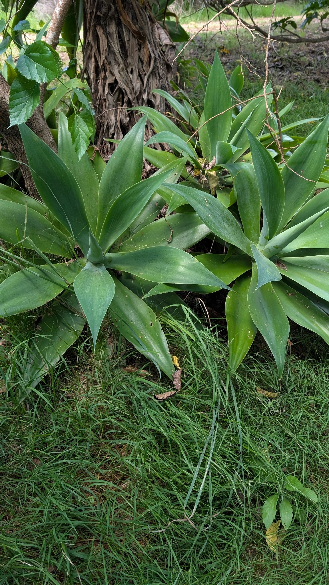 Imagem de Agave-dragão