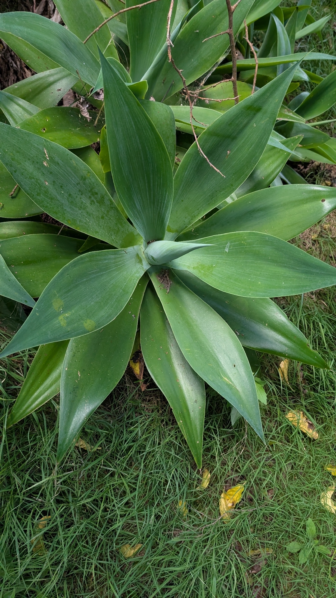 Imagem de Agave-dragão