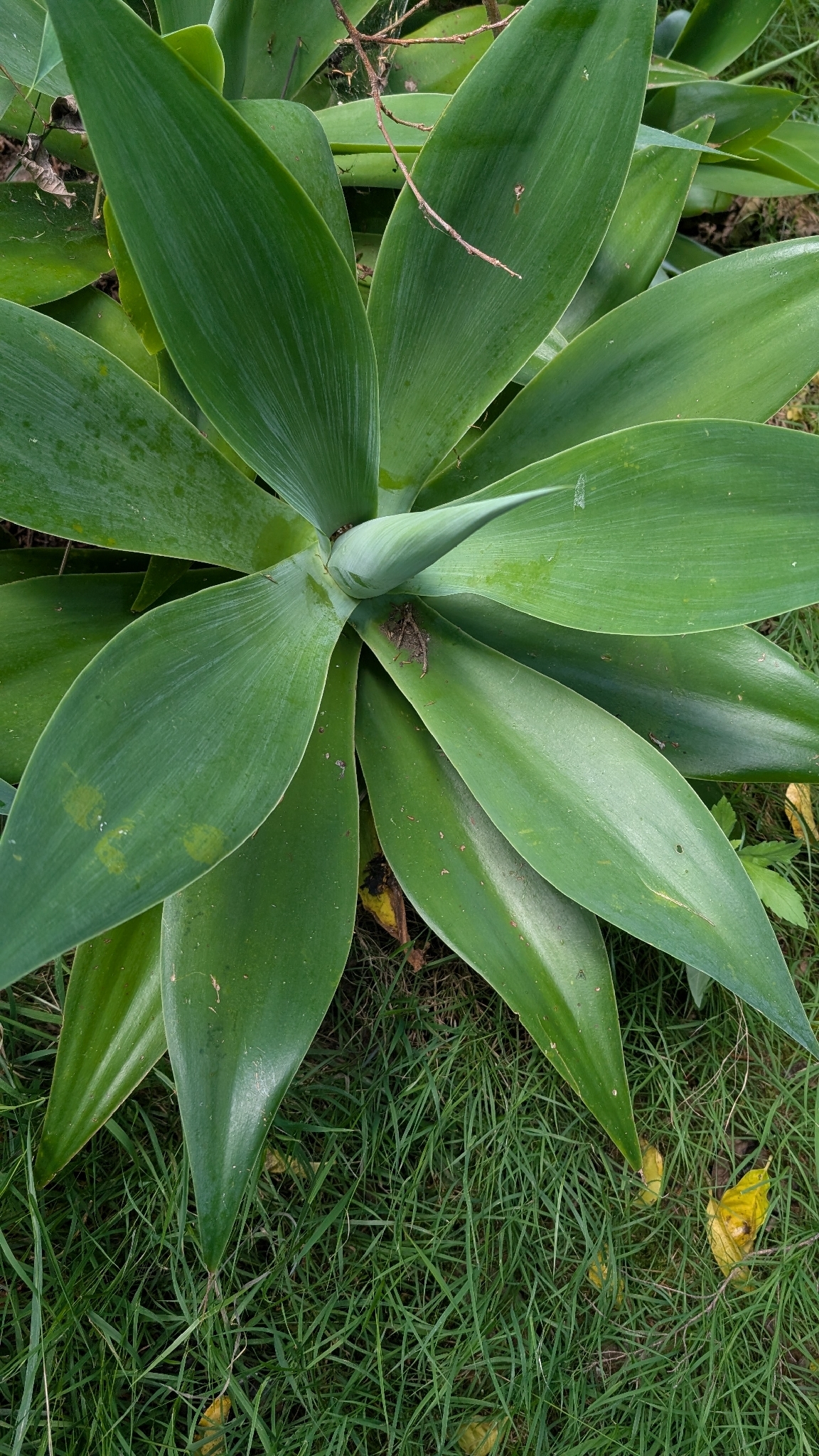 Imagem de Agave-dragão