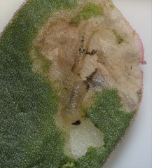 Hypurus bertrandi
