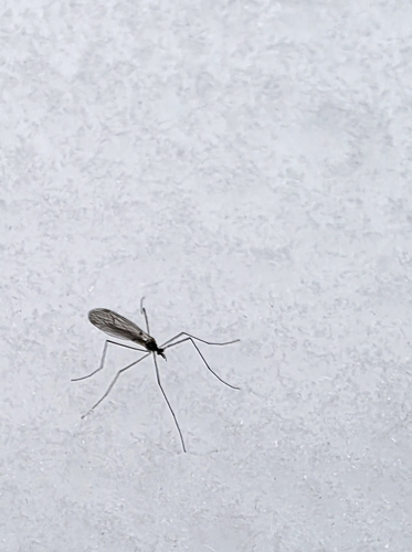Unknown species found near Pine Grove Mills, PA 16868, USA