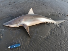 Carcharhinus brachyurus