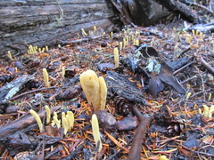 Clavariadelphus sachalinensis