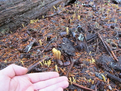 Clavariadelphus sachalinensis