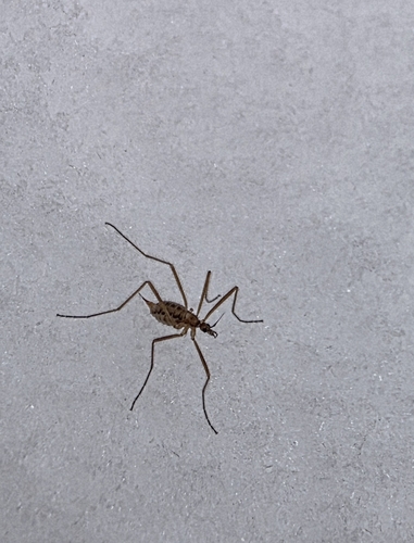 Unknown species found near Pine Grove Mills, PA 16868, USA