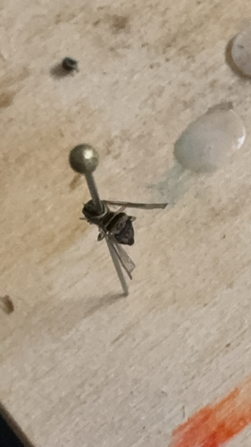 Unknown species found near Clemson, SC, US