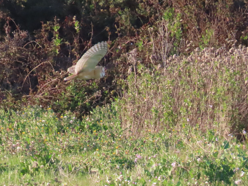 View observation of {o.common_name} on iNaturalist