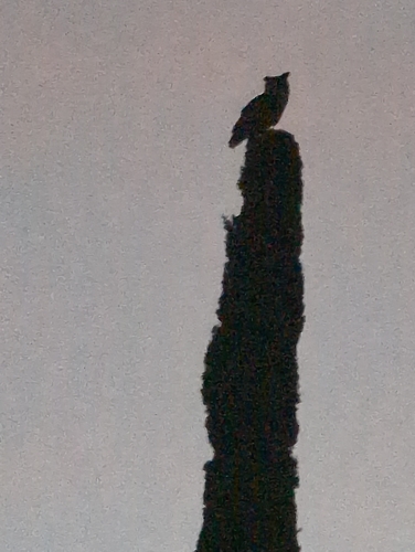 View observation of {o.common_name} on iNaturalist