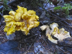Cantharellus cascadensis