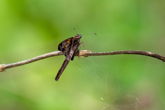 Chioides
