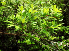 Xylocarpus moluccensis