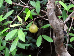 Xylocarpus moluccensis