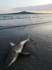 Carcharhinus brachyurus