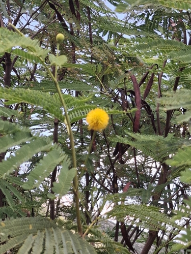 Leucaena greggii, photograph 1